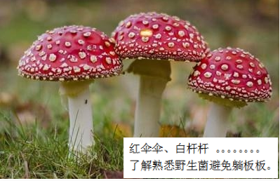 預防毒蘑菇中毒,這些事你該知道